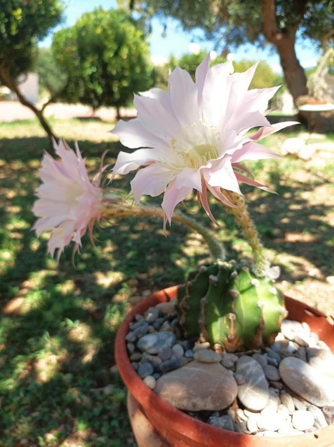 B&B Casa Nisi Villa Castelli 外观 照片